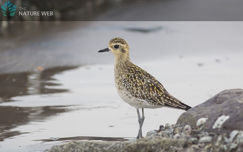 Golden Plover